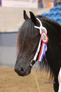 Jelmer fan de Adelvej